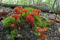 Waxcap (Hygrocybe sp) mushrooms, Connecticut