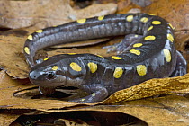 Spotted Salamander (Ambystoma maculatum), Estabrook Woods, Massachusetts