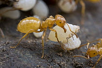 Citronella Ant (Lasius claviger) carrying a symbiotic white Aphid (Geoica sp) from which the ants drink honeydew, Estabrook Woods, Massachusetts