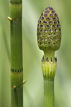 Water Horsetail (Equisetum fluviatile) stem and cone, Estabrook Woods, Massachusetts