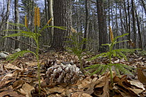Clubmoss (Dendrolycopodium dendroideum) growing on forest floor, Estabrook Woods, Massachusetts