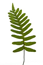 Rock Polypody (Polypodium virginianum) leaf, Massachusetts