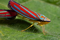 Red-banded Leafhopper (Graphocephala coccinea), Estabrook Woods, Massachusetts