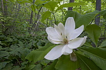 Umbrella Magnolia (Magnolia tripetala) flower, Estabrook Woods, Massachusetts