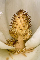 Big-leaf Magnolia (Magnolia macrophylla) flower with pollen producing anthers and beetle, Estabrook Woods, Massachusetts