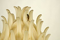 False Flower Beetle (Anaspis rufa) pollinating Big-leaf Magnolia (Magnolia macrophylla), Estabrook Woods, Massachusetts