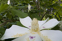 Big-leaf Magnolia (Magnolia macrophylla) flower, Estabrook Woods, Massachusetts