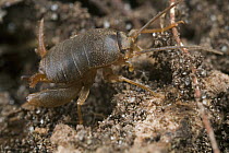 Eastern Ant Cricket (Myrmecophilus pergandei) living in ant nest, Estabrook Woods, Massachusetts