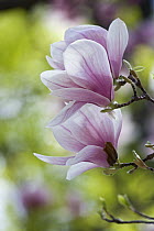 Saucer Magnolia (Magnolia soulangeana) flowers, Estabrook Woods, Massachusetts