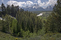 Coniferous forest and Snake River, Grand Teton National Park, Wyoming