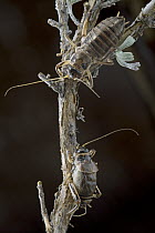 Sagebrush Grig (Cyphoderris strepitans) female and male, Wyoming