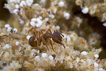 Fungus Gardening Ant (Cyphomyrmex faunulus) in fungal garden, Guyana