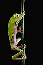 White-lined Leaf Frog (Phyllomedusa vaillanti) climbing stem, Surinam
