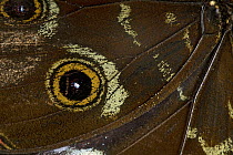 Morpho Butterfly (Morpho sp) wing with false eye spot, Guyana