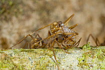 Leafcutter Ant (Acromyrmex sp) carrying worker covered with spores of antibiotic bacteria that help the ants control the growth of parasitic fungi within their fungal gardens, Guyana