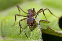 Ant (Formicidae) cutting leaf, Braulio Carrillo National Park, Costa Rica