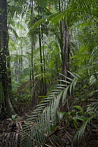 Palm forest interior, Surinam