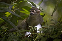 South American Squirrel Monkey (Saimiri sciureus), French Guiana