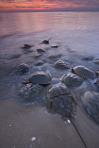 Horseshoe Crab (Limulus polyphemus) group crawling ashore during high tide to lay their eggs, New Jersey