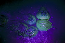 Horseshoe Crab (Limulus polyphemus) fluoresce a pale green color if exposed to ultraviolet light, Delaware