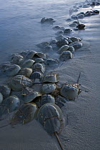 Horseshoe Crab (Limulus polyphemus) group crawling ashore during high tide to lay their eggs, Delaware