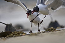 Black-headed Gull (Chroicocephalus ridibundus) pair landing to feed on horseshoe crab eggs, Delaware