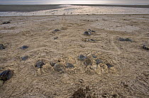 Horseshoe Crab (Limulus polyphemus) group returning to the ocean after a night of spawning, Delaware