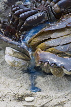 Horseshoe Crab (Limulus polyphemus) blood which is blue due to copper-based hemocyanin and is widely used in the medical field, Delaware