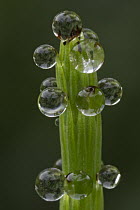 Water Horsetail (Equisetum fluviatile) young shoot with water drops