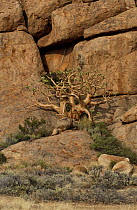 Stonecrop (Crassulaceae) and rock formation, Brandberg Massif, Namibia