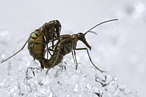 Snow Scorpionfly (Boreus brumalis) pair mating on ice, Massachusetts
