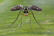 Long-legged Fly (Chrysosoma sp), newly discovered species, Papua New Guinea