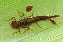 Dragonfly nymph living in water accumulated between leaves, Papua New Guinea