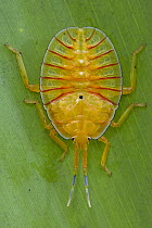Tessaratomid (Tessaratomidae) nymph with warning coloration, Papua New Guinea