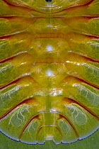 Tessaratomid (Tessaratomidae) nymph abdomen, Papua New Guinea