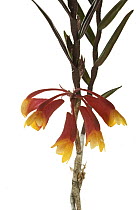 Orchid (Dendrobium affine) flowers, Papua New Guinea