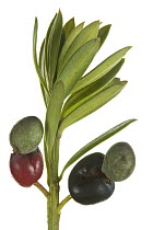 Podocarp (Podocarpus brassii) with fake fruit called arils, Papua New Guinea