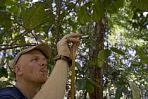 Biologist Ingi Agnarsson collecting kleptoparasitic spiders that live as squatters in the web of the giant orb weaver, Papua New Guinea