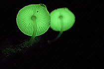 Green Pepe (Mycena chlorophos) bioluminescent mushrooms, Papua New Guinea