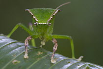 Katydid (Phyllophora sp), Papua New Guinea