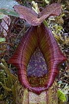 Pitcher Plant (Nepenthes mirabilis) pitcher, Papua New Guinea
