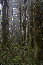 Cloud forest, Muller Range, Papua New Guinea