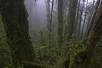 Cloud forest, Muller Range, Papua New Guinea