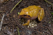 Ground Frog (Platymantis boulengeri) female protecting her clutch of eggs, Papua New Guinea