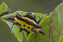 Spiny Spider (Gasteracantha taeniata) female in web, Papua New Guinea