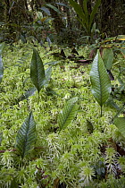Sphagnum Moss (Sphagnum sp) and ferns, Papua New Guinea