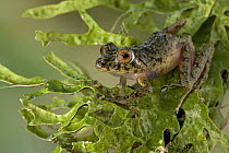 Ground Frog (Platymantis mamusiorum), New Britain Island, Papua New Guinea