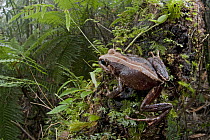 Ground Frog (Platymantis nakanaiorum), New Britain Island, Papua New Guinea