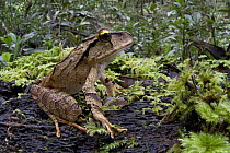 Australian Ground Frog (Lechriodus aganoposis), Papua New Guinea