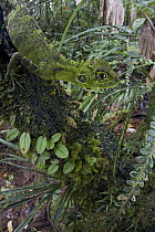 Modest Forest Dragon (Hypsilurus modestus) camouflaged on branch, Papua New Guinea
